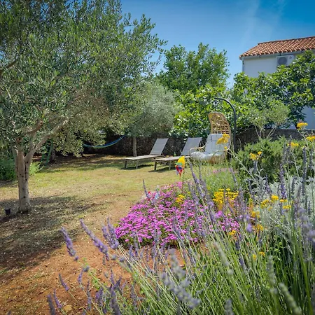 Lavanda